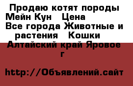 Продаю котят породы Мейн Кун › Цена ­ 12 000 - Все города Животные и растения » Кошки   . Алтайский край,Яровое г.